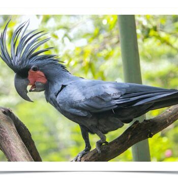 Buy Black Palm Cockatoo Online