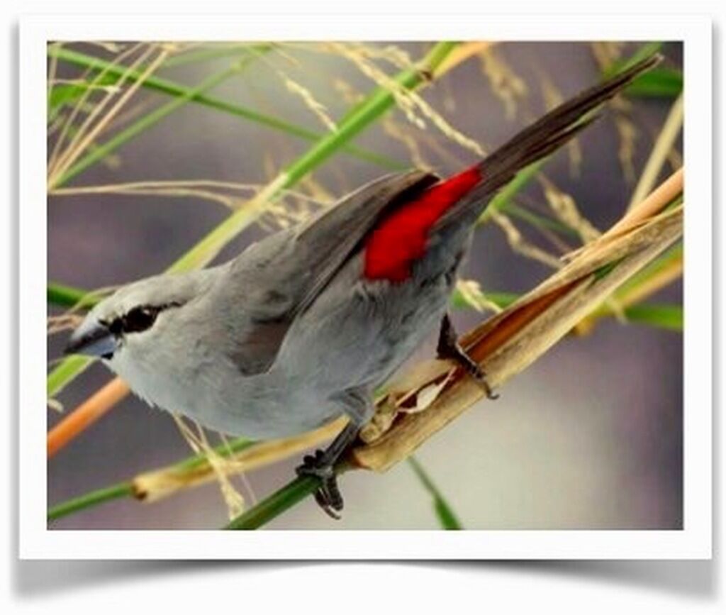 Buy Black-tailed Lavender Waxbill Online