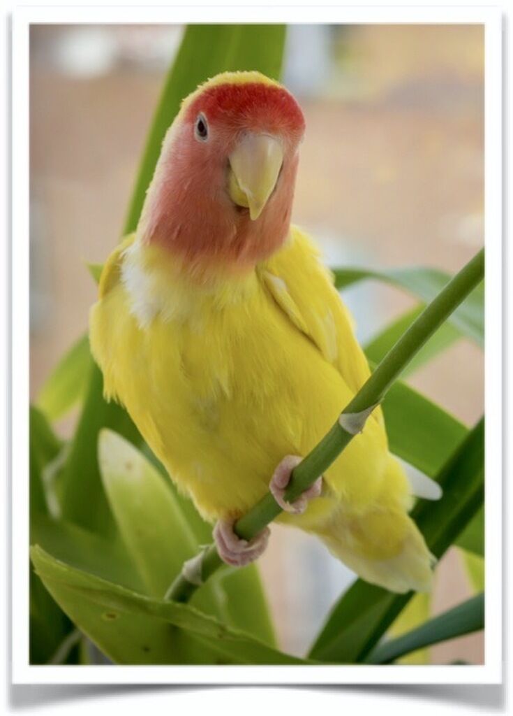 Buy Lutino Peach Face Lovebird Online