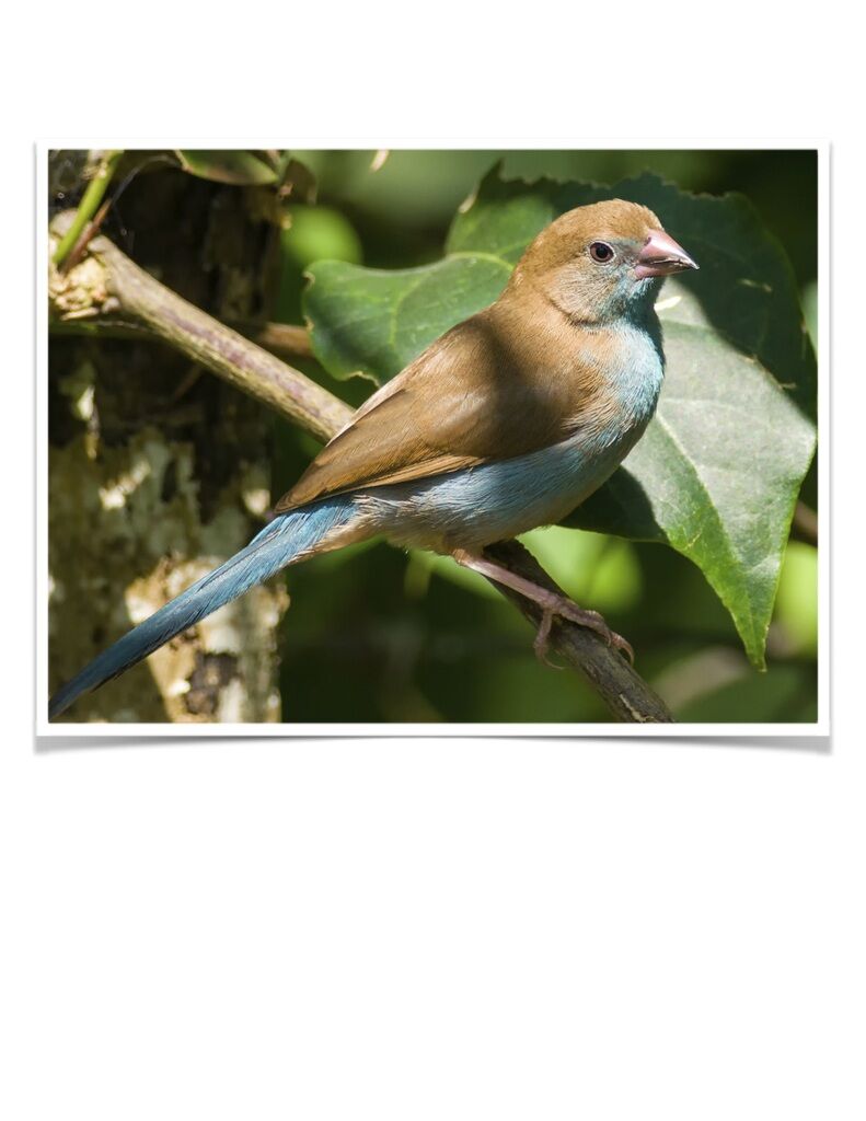 Buy Red Cheeked Cordon Bleu Finch Online