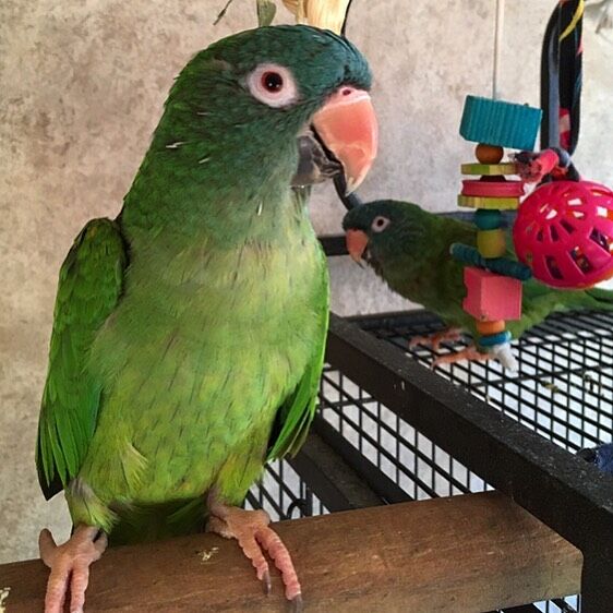 Blue Crowned Conure Novan Bird's For Sale