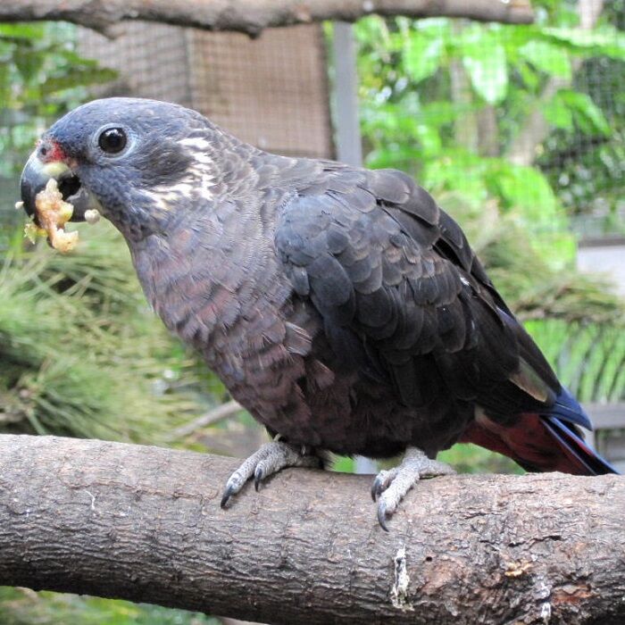 BUY DUSKY PIONUS PARROT FOR SALE Novan Bird's For Sale