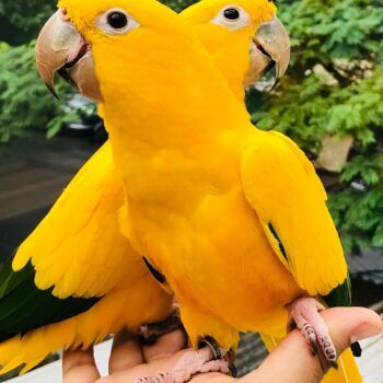 Golden parakeet sale for sale