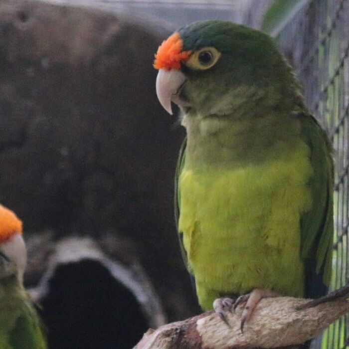 BUY HALF MOON CONURE Novan Bird's For Sale