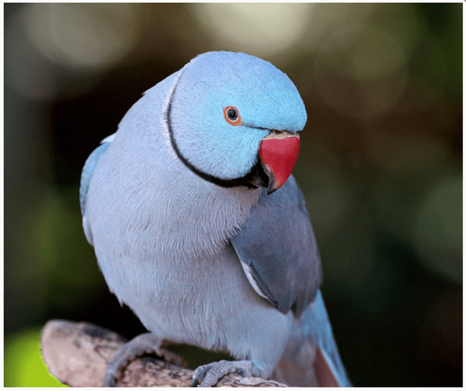 BUY INDIAN RINGNECK PARAKEETS FOR SALE Novan Bird's For Sale