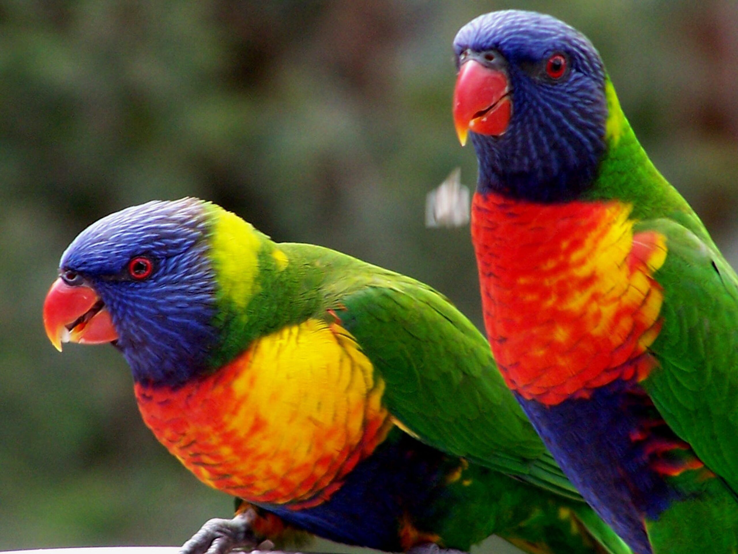 Buy Rainbow Lorikeets For Sale Novan Bird's For Sale