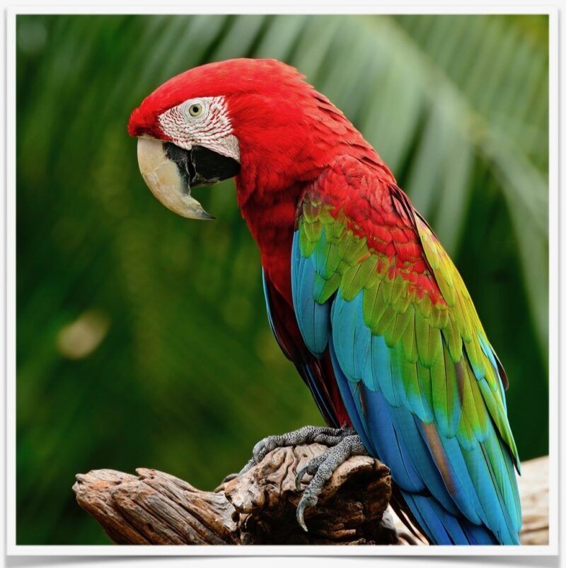 Buy Exotic Birds Online | Pet Birds For Sale | Birds Online Near Me