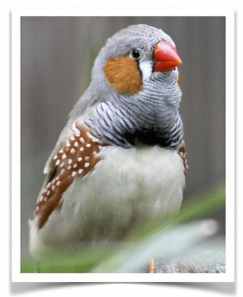 Buy English Zebra Finch - Normal Online Novan Bird's For Sale