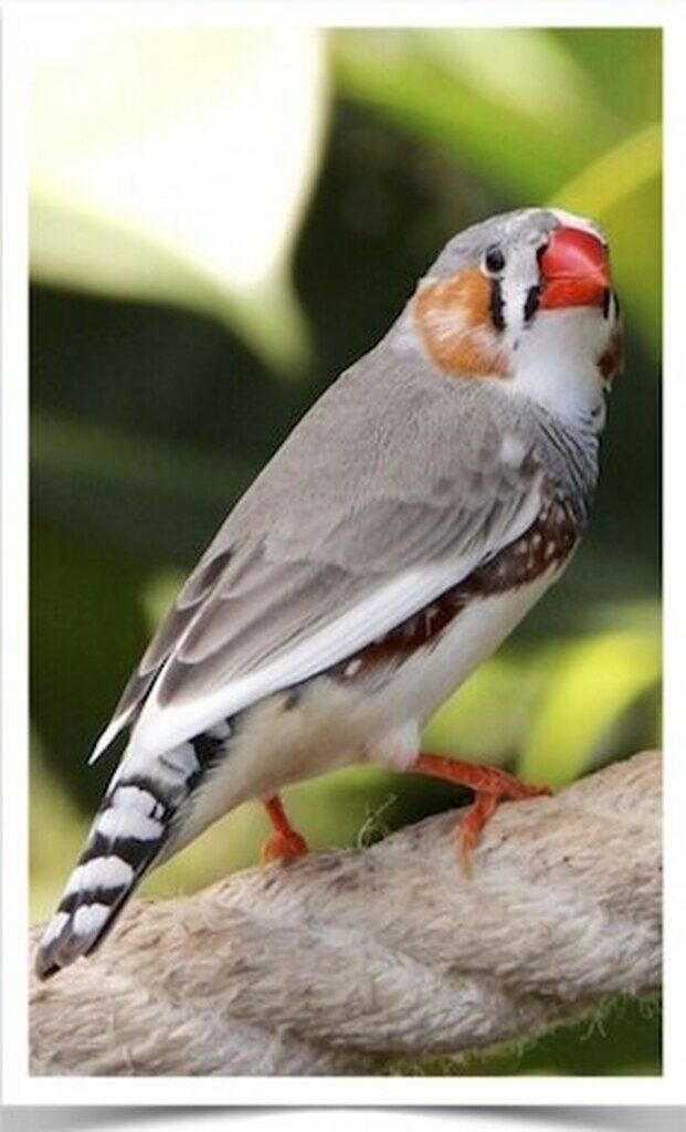 Buy Pied Zebra Finch Online Novan Bird's For Sale