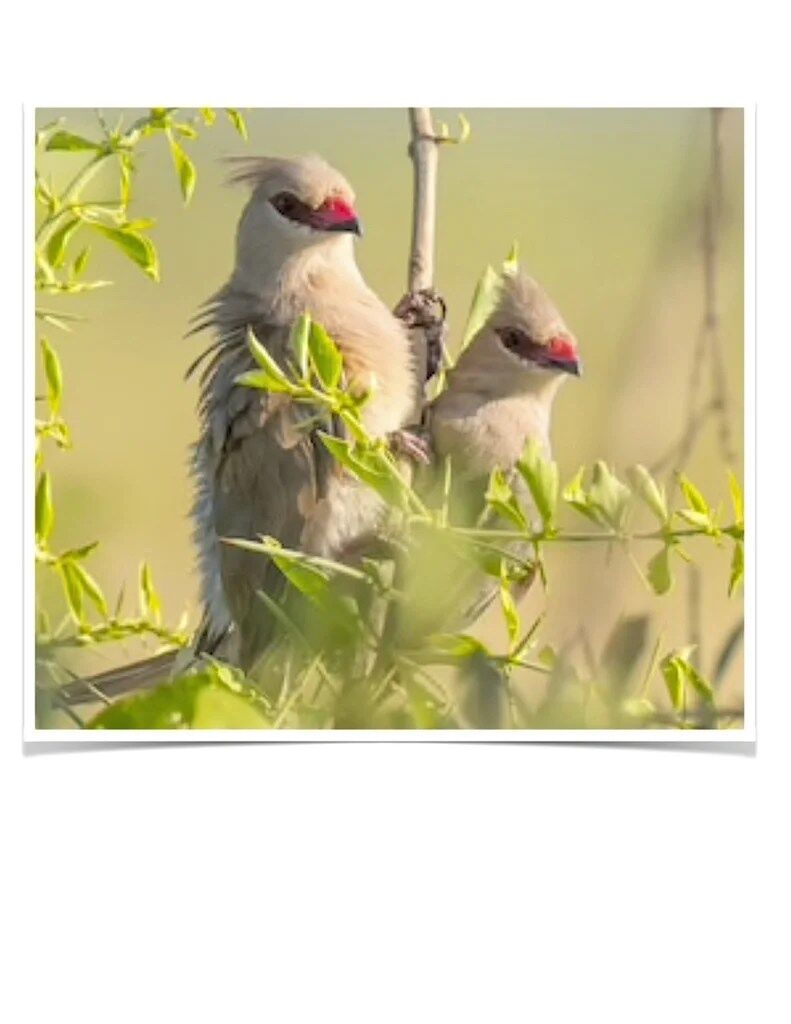 Buy Blue Naped Mousebird Online - Image 2