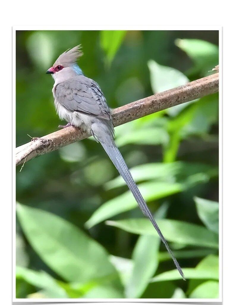 Buy Blue Naped Mousebird Online - Image 3
