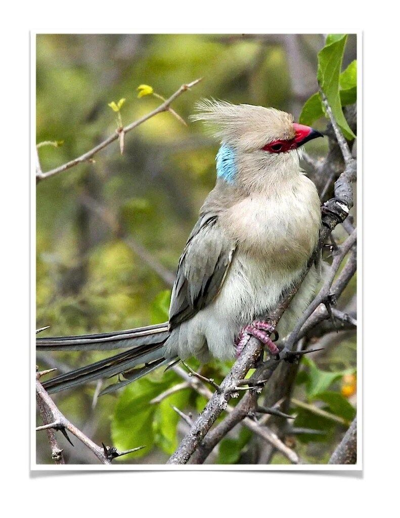 Buy Blue Naped Mousebird Online - Image 4