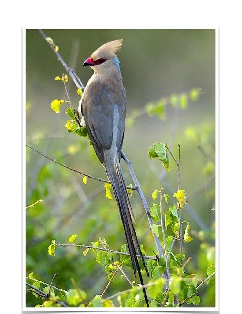 Buy Blue Naped Mousebird Online