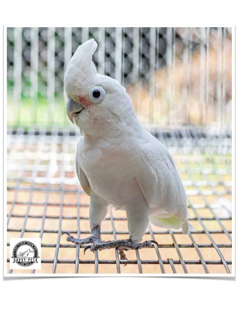 Buy Goffin's Cockatoo Online - Image 3