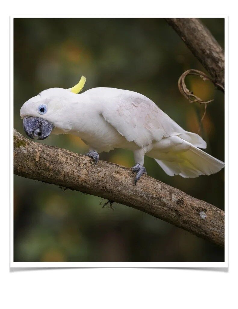 Buy Eleanora Cockatoo (Sulfur Crested) Online - Image 2