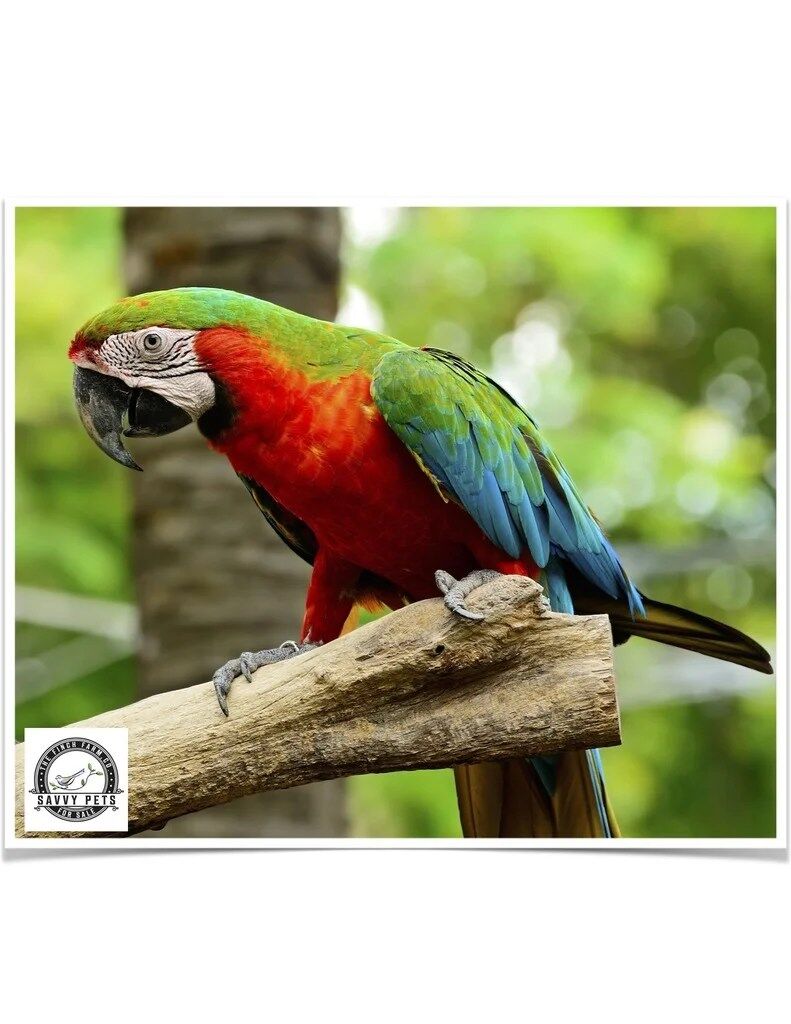 Buy Harlequin Macaw Online