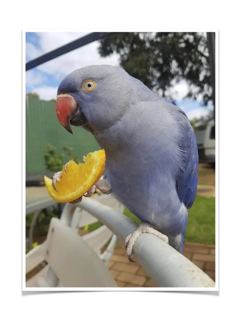 Buy Violet Indian Ringneck Online - Image 2