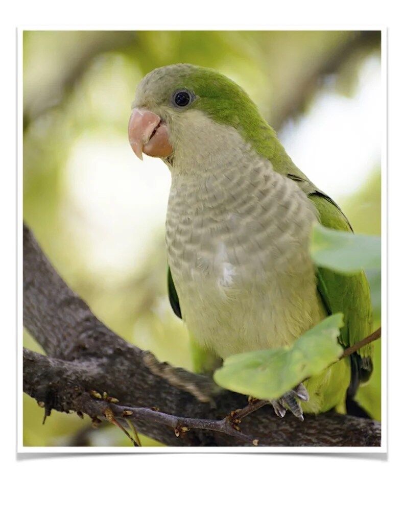 Buy Quaker Parrot (Monk Parakeet) Online - Image 3