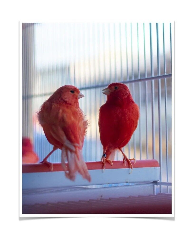 Buy Red Factor Canary Online - Image 2