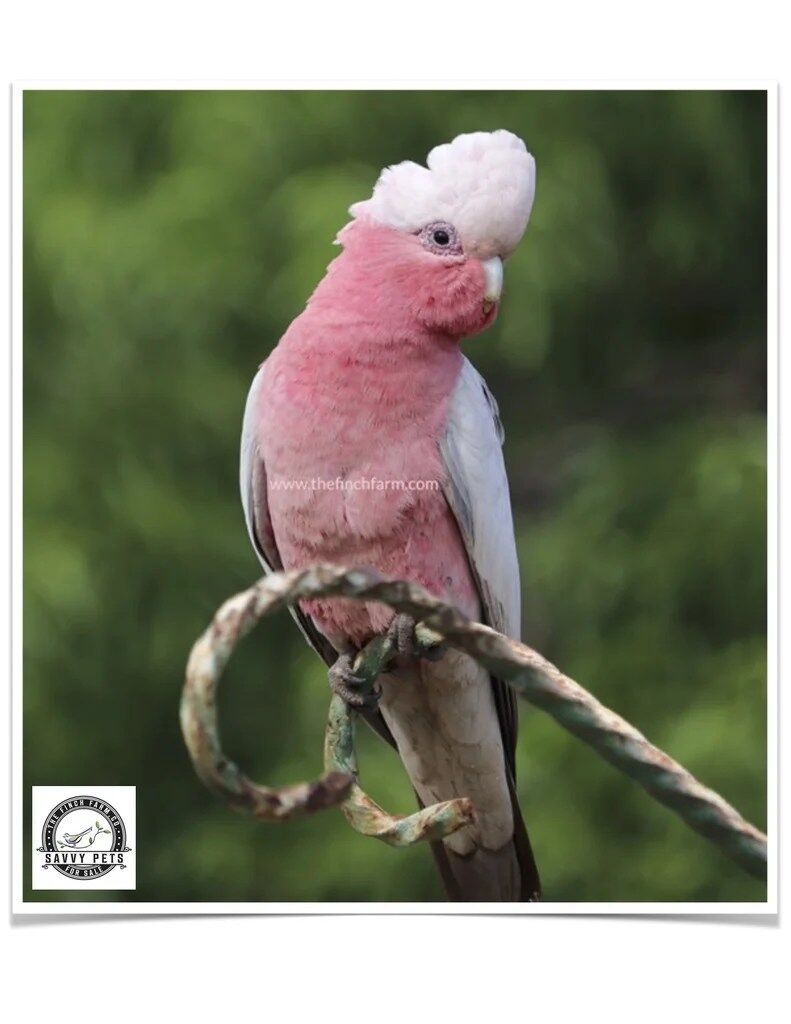 Buy Rose Breasted Cockatoo Online - Image 3