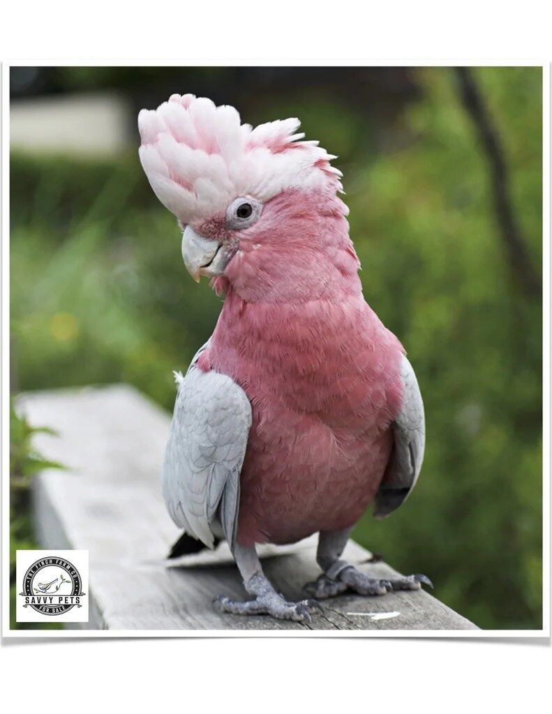 Buy Rose Breasted Cockatoo Online - Image 2
