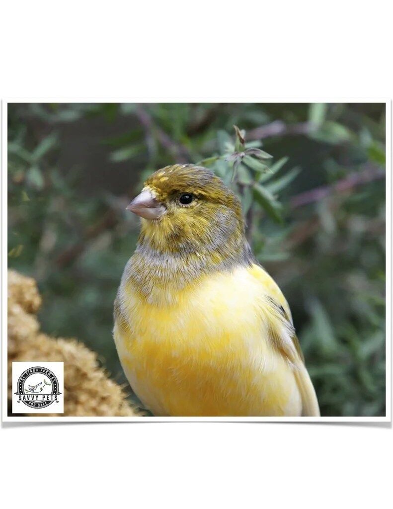 Buy Spanish Timbrado Canary Online