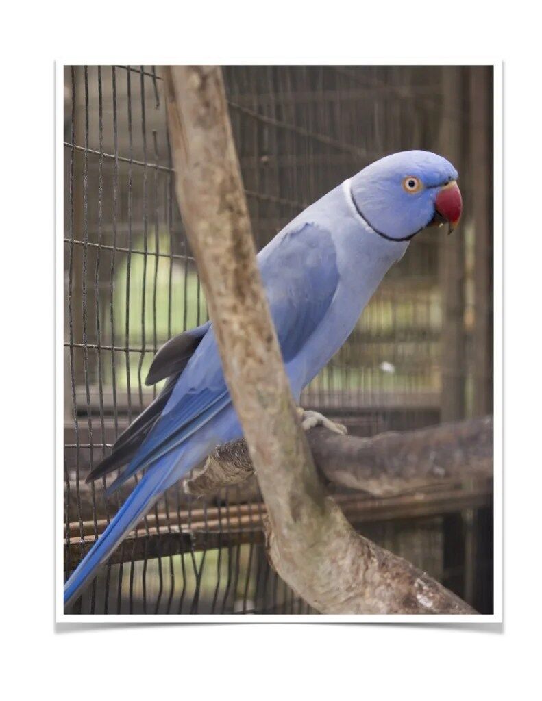 Buy Violet Indian Ringneck Online