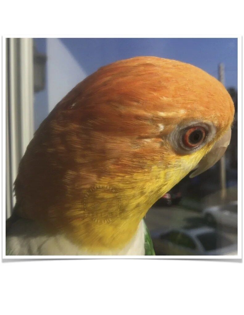 Buy White Bellied Caique Online - Image 3