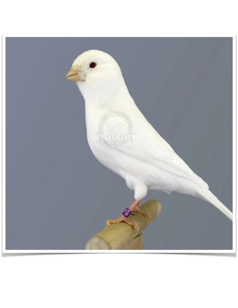 Buy White Canary Online - Image 2