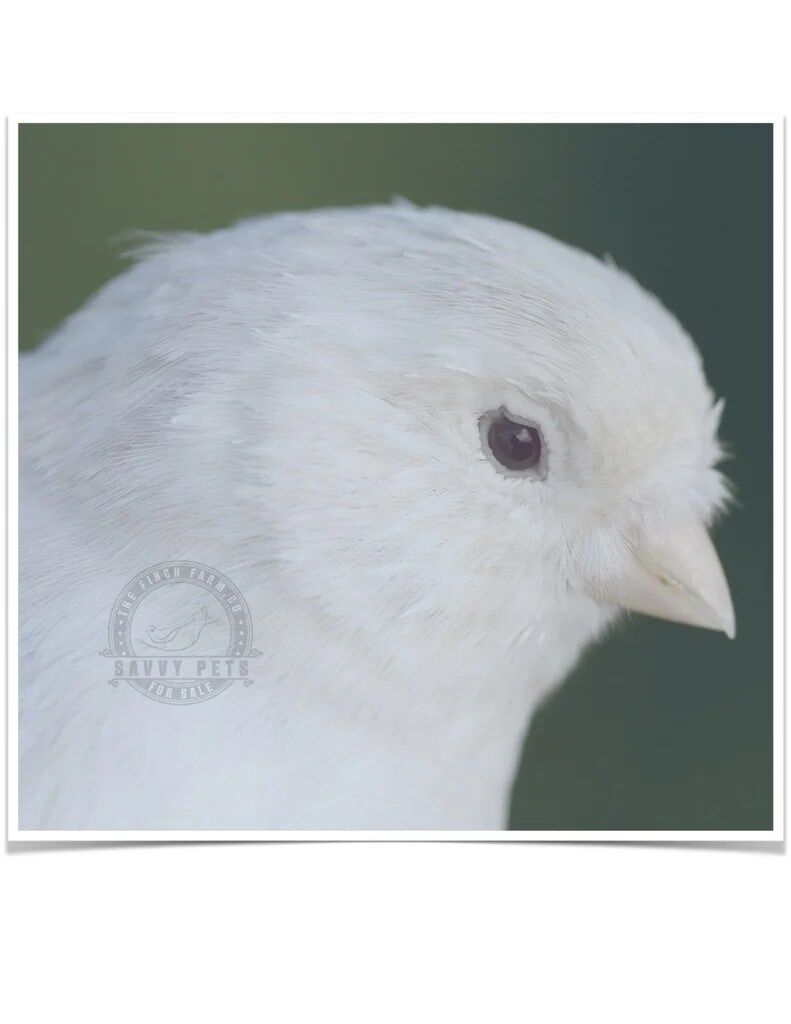 Buy White Canary Online - Image 3
