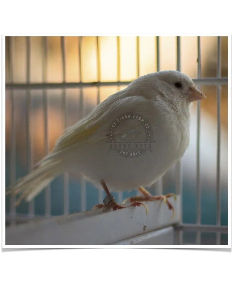 Buy White Canary Online - Image 4