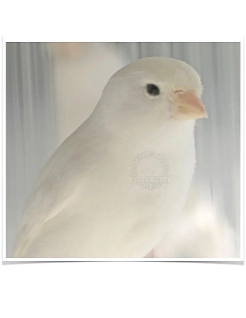 Buy White Canary Online