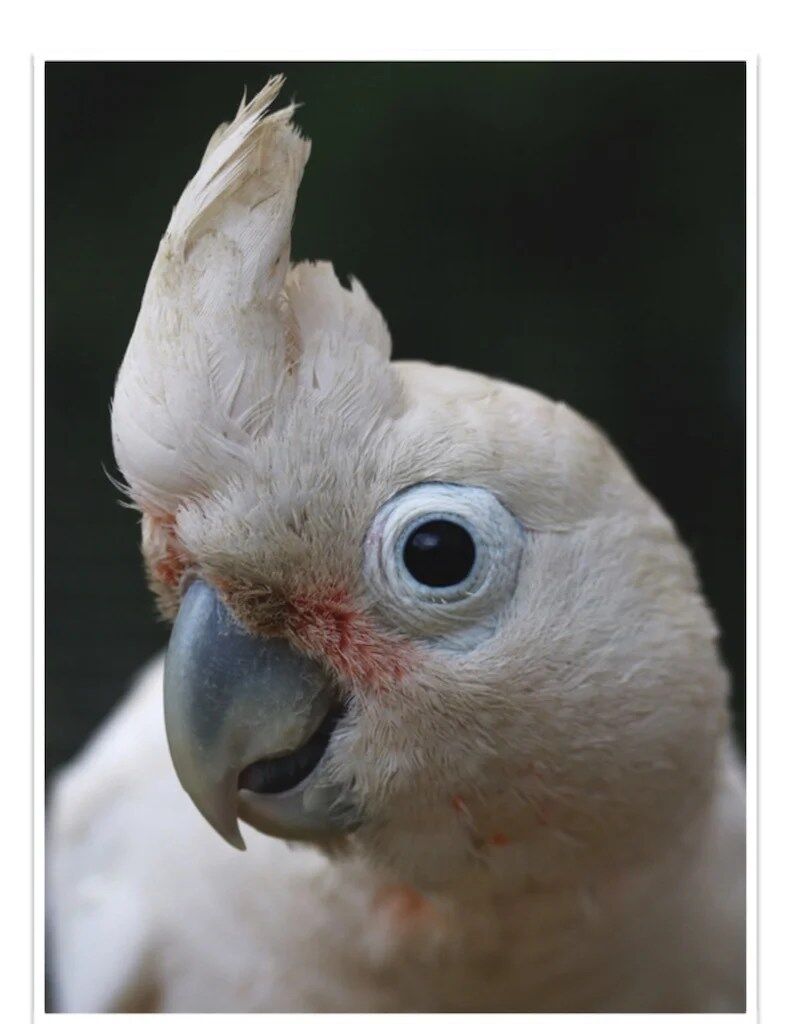 Buy Goffin's Cockatoo Online - Image 2