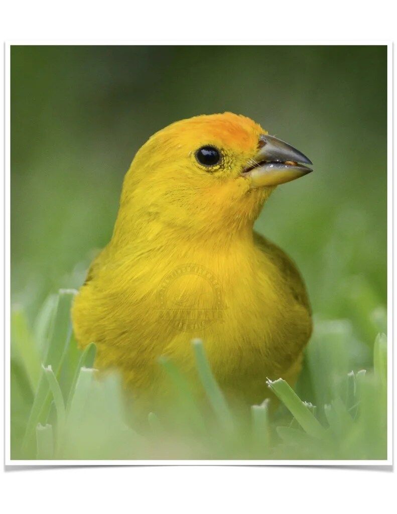 Buy Tanager Saffron (Saffron Finch) Online