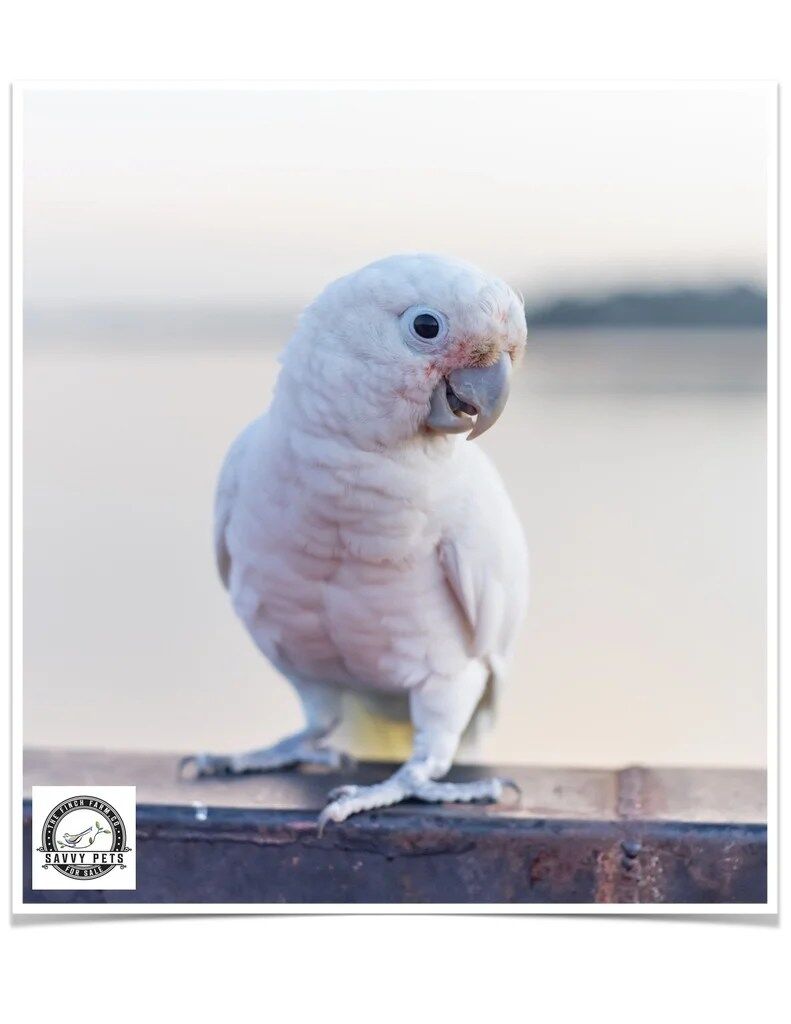 Buy Goffin's Cockatoo Online - Image 5