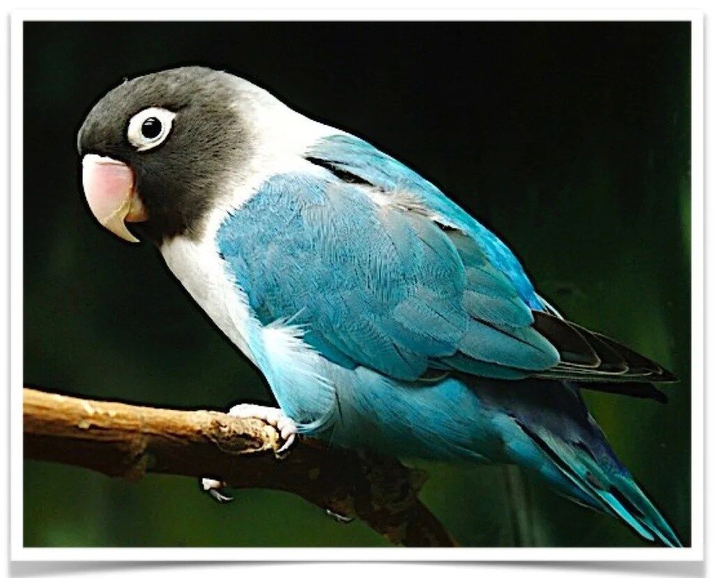 Buy Lovebirds - Blue Masked Online - Image 2