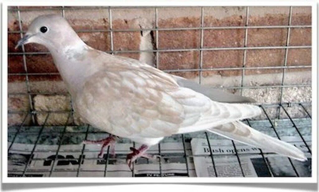 Buy Ash Pearl Ringneck Dove Online