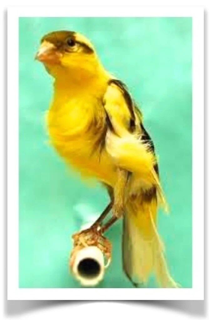 Buy Northern Dutch Frill Canary Online - Image 3