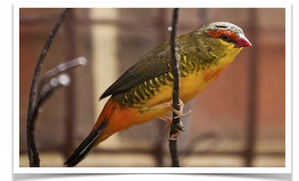Buy Gold Breasted Waxbill (FEMALE ONLY) Online