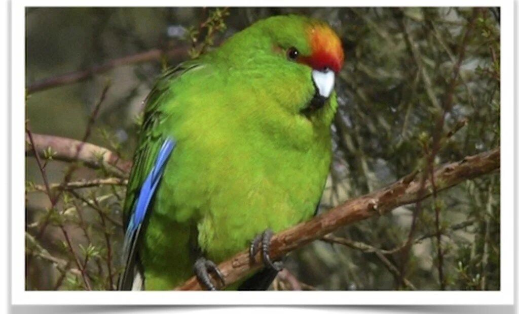 Buy Kakariki (Red Crowned Parakeet) Online