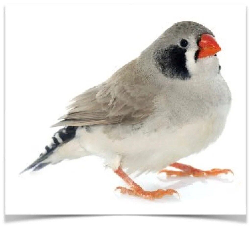 Buy Zebra Finch - Black Cheek Online