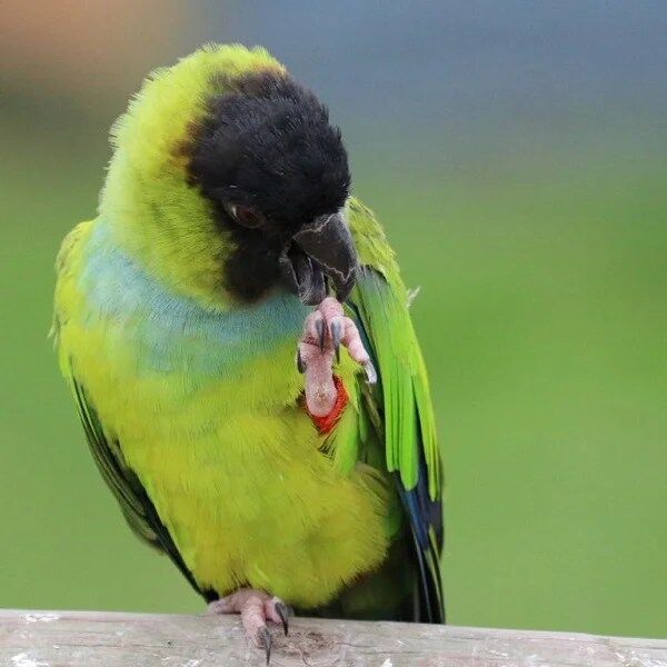 BUY NANDAY CONURE FOR SALE - Image 3