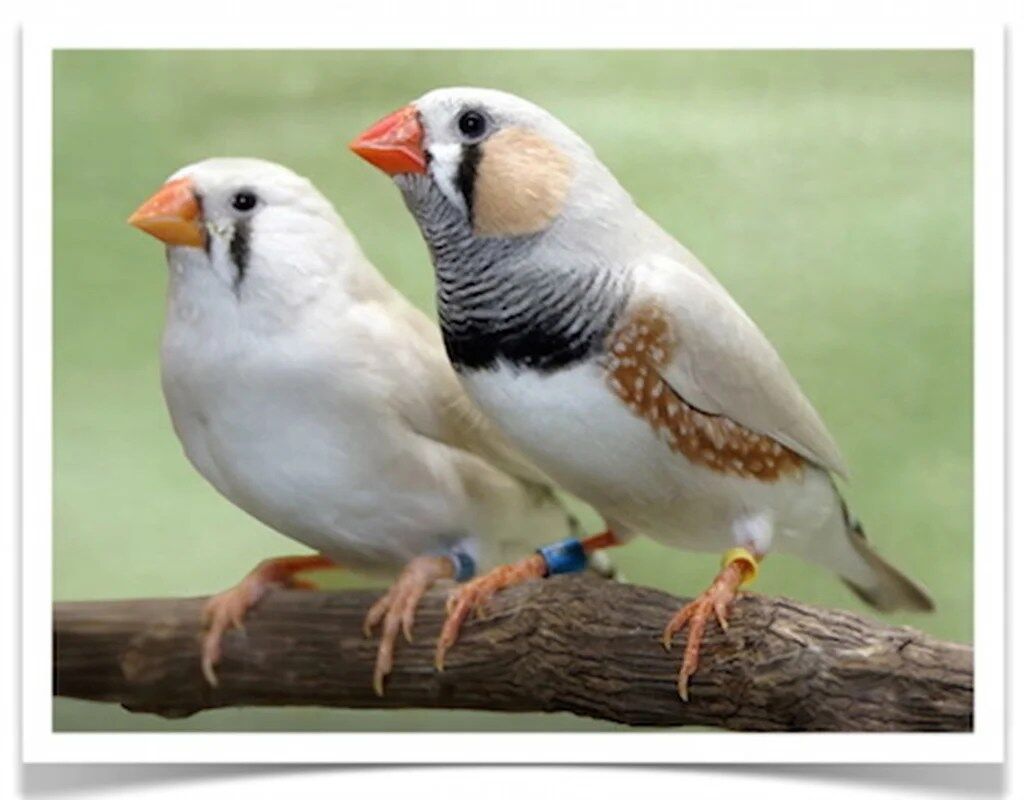Buy Zebra Finch - Chestnut Flanked White Online