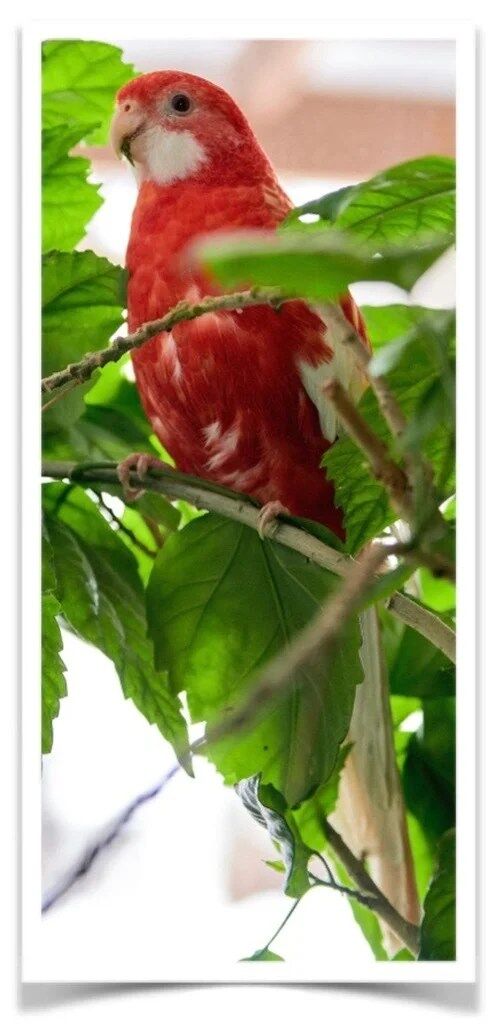 Buy Rubino Golden Mantle Online - Image 2