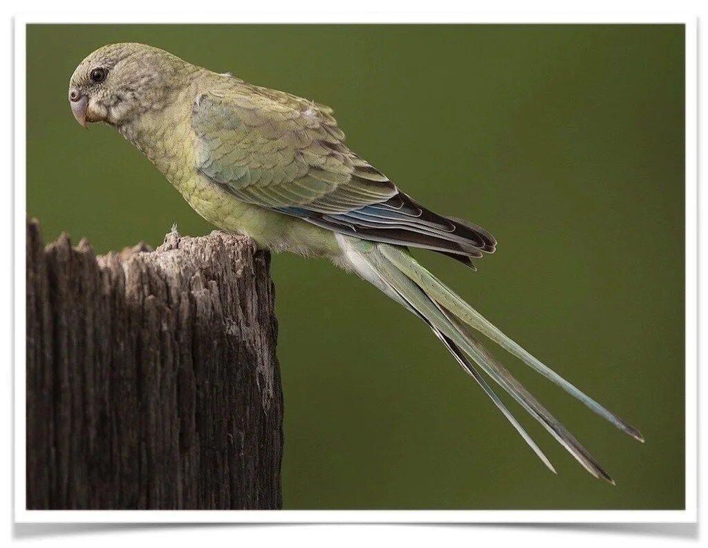 Buy Red-rumped Parrot Online