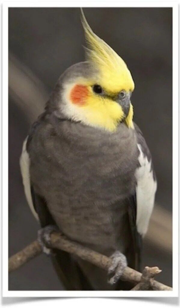 Buy Cockatiel (FEMALE ONLY) Online