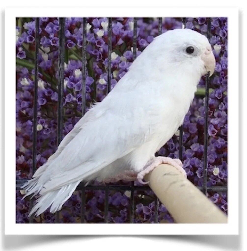 Buy American White Parrotlet ( MALES ONLY) Online