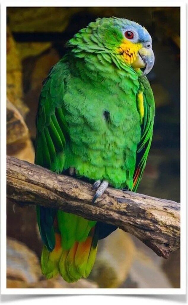 Buy Orange Winged Amazon Online