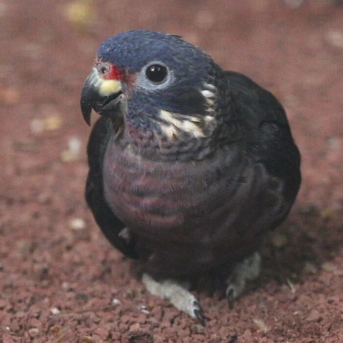 BUY DUSKY PIONUS PARROT FOR SALE - Image 2