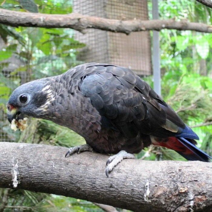 BUY DUSKY PIONUS PARROT FOR SALE - Image 3